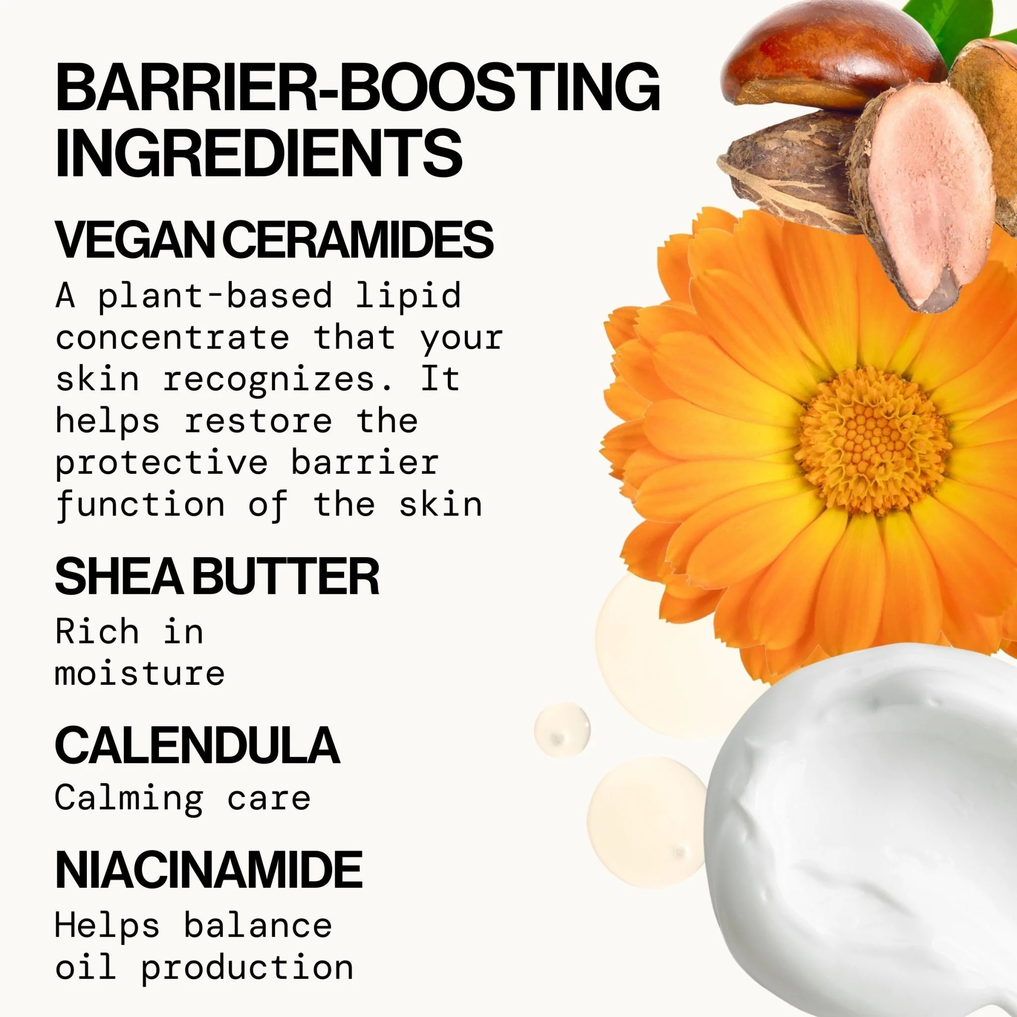 Vegan Ceramide Barrier Face Cream - Image 4