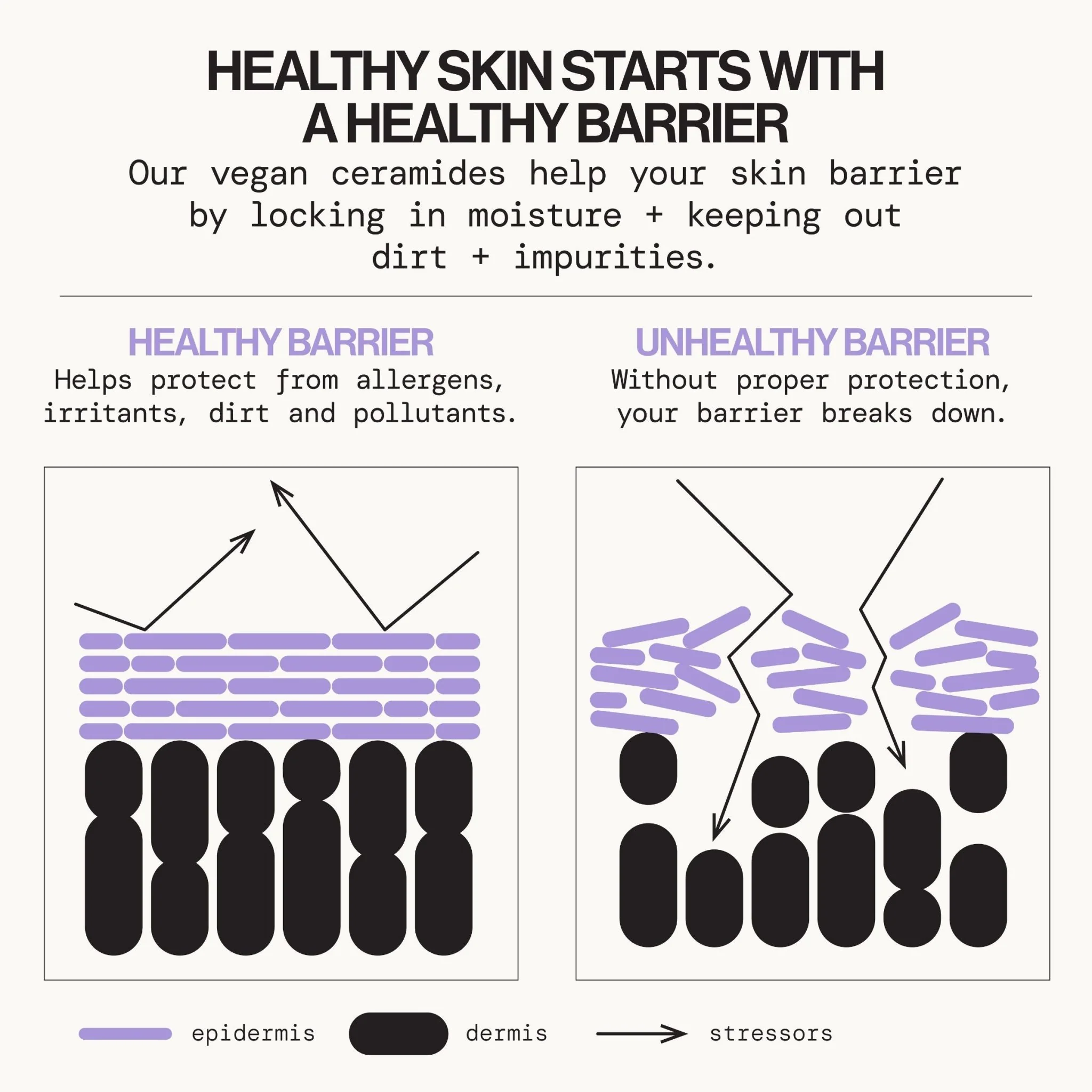 Vegan Ceramide Barrier Face Lotion - Image 3